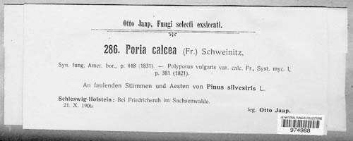 Poria calcea image
